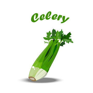 illustration of fresh celery