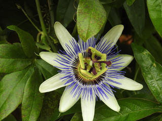 Passion Flower