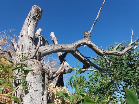 old dry tree without leafs shoving face like Ents