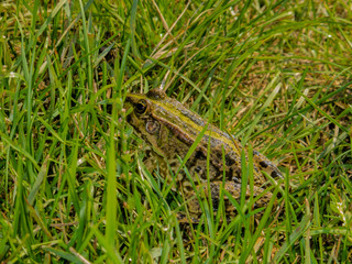 Frog in the grass.