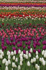 champ de tulipes en fleurs colorées