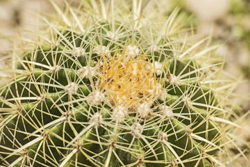 Barrel cactus plant in an arid desert garden