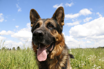 German shepherd dog in sunny day