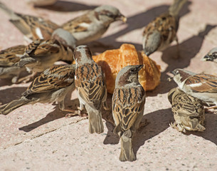 Flock of house sparrows feeding on bread