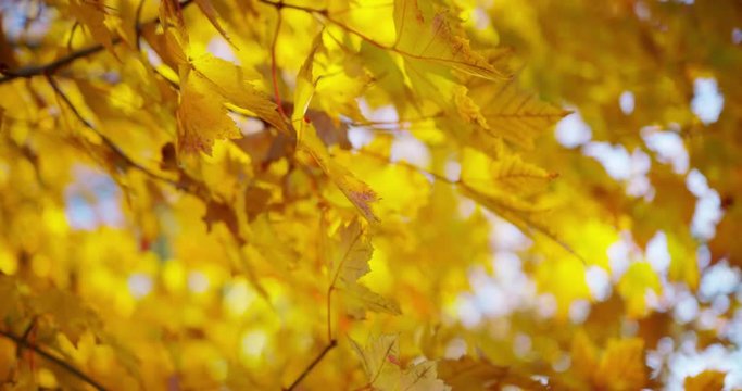 Leaves changing color in a small coastal New England Town.