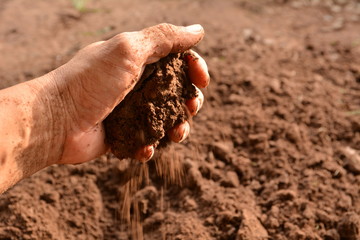 The man holding soil in the hands for planting.