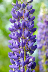 Spring purple lupines