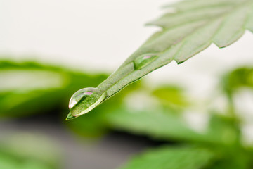 An enlarged sheet of marijuana with a drop of water