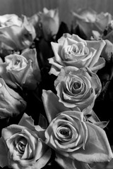 Black and white rose flowers