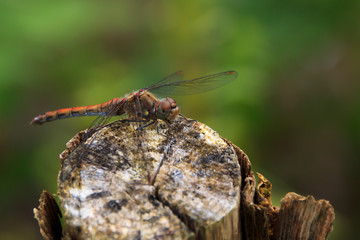 Dragonfly on wooden pole