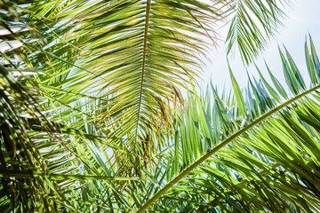 Obraz na płótnie Canvas Palm leaves in tropics, natural texture. Palm and sky