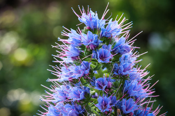 Echium Webbii © blende11.photo