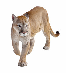 Puma (Puma concolor), auch bekannt als Berglöwe, Puma, Panther oder Catamount