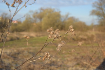 Репейник
