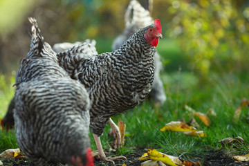 Сhickens in the garden on a background of green grass and autumn leaves.
