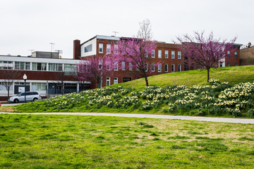 homes shot from patterson park in baltimore, maryland