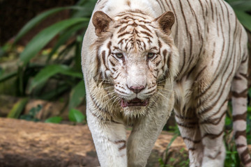 White Tiger