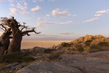 Baobab tree and rocks at late afternoon light