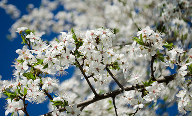 Spring plum branch blooming white flowers outdoors on a background