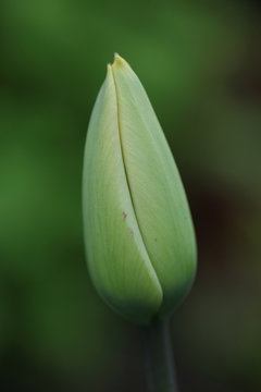 flower detail - beautiful green tulip bud