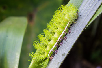 kind of butterfly green with by the similar to the leaves of tree