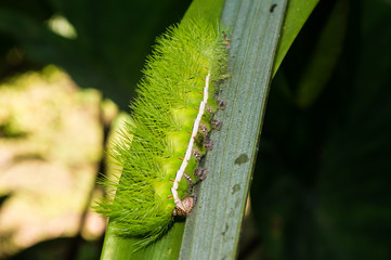 kind of butterfly green with by the similar to the leaves of tree