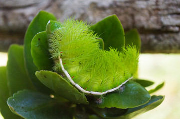 kind of butterfly green with by the similar to the leaves of tree