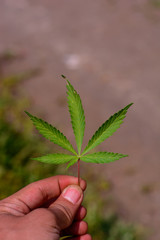 background of hand holding the leaf of unknown grass similar to leaf of marijuana