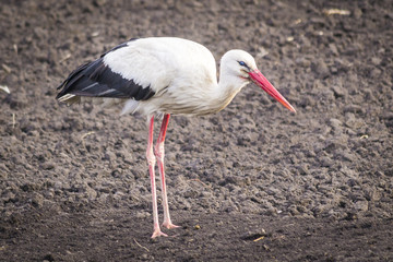 stork