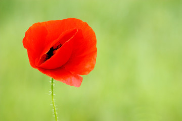 Fototapeta premium Poppy flower