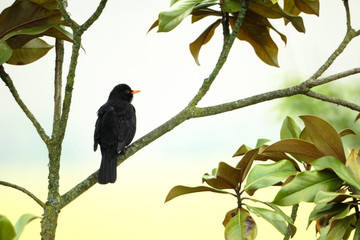 Merle © feuerpferd1111