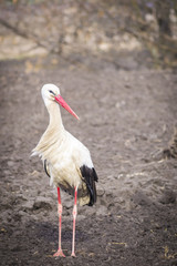stork
