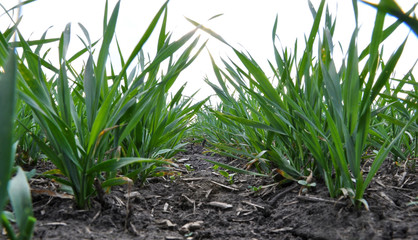 Plakat With close pitch spring wheat in good condition