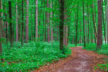 beautiful green forest