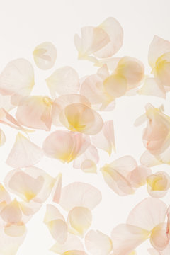 Fototapeta petals background
