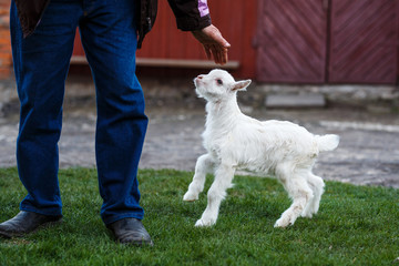 White little goat is played with a man