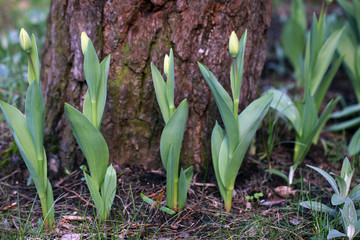 Obraz premium spring in the garden - young tulips