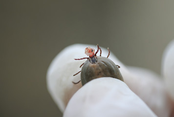 hand in rubber glove holds the threat of the tick, removed from the animal with a piece of leather