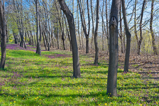 spring grass in park