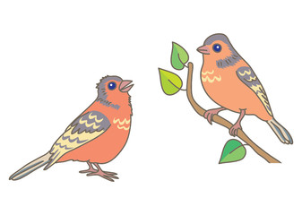 Two finch