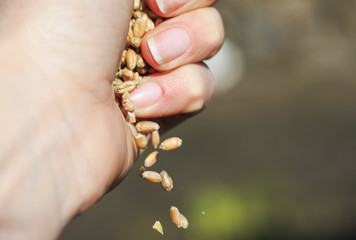 a handful of ripe Golden wheat pours and sown from the hand
