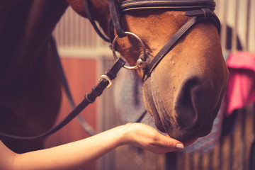 Girl feeding her horse in a barn.