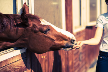 Girl feeding her horse in a stable.