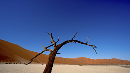 Fototapeta na wymiar Camel Thorn Tree in Hiddenvlei, Sossusvlei Namib-Naukluft National Park, Namibia