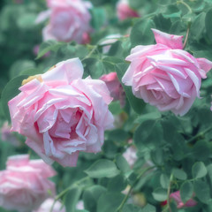 lush fresh roses on branches in a park