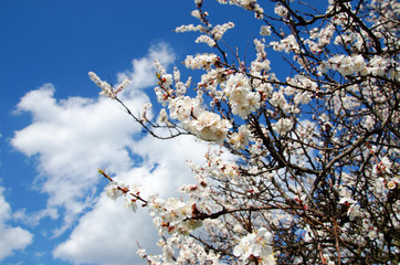 spring flowering of tree