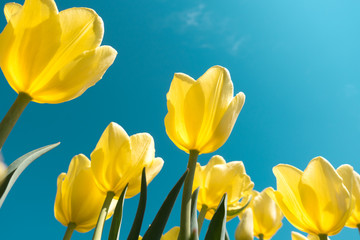 Yellow Tulips From Below
