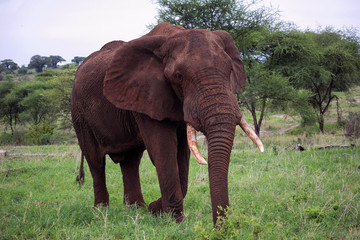 Fototapeta na wymiar Big male elephant
