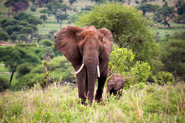 Fototapeta na wymiar Mother elephant with a baby