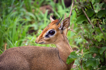 Dik-dik antelope close up